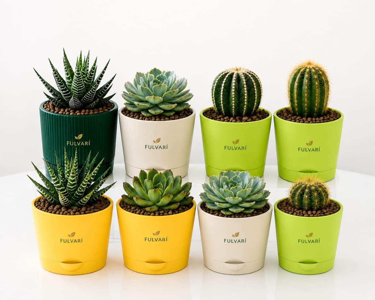 Succulents & Cacti