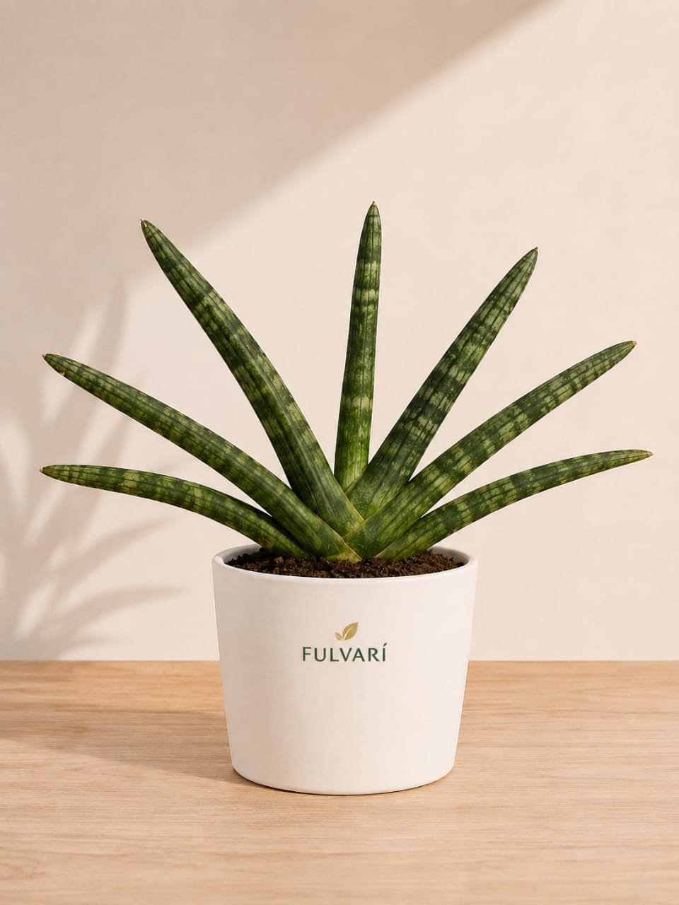 Sansevieria Cylindrica - S, M & L