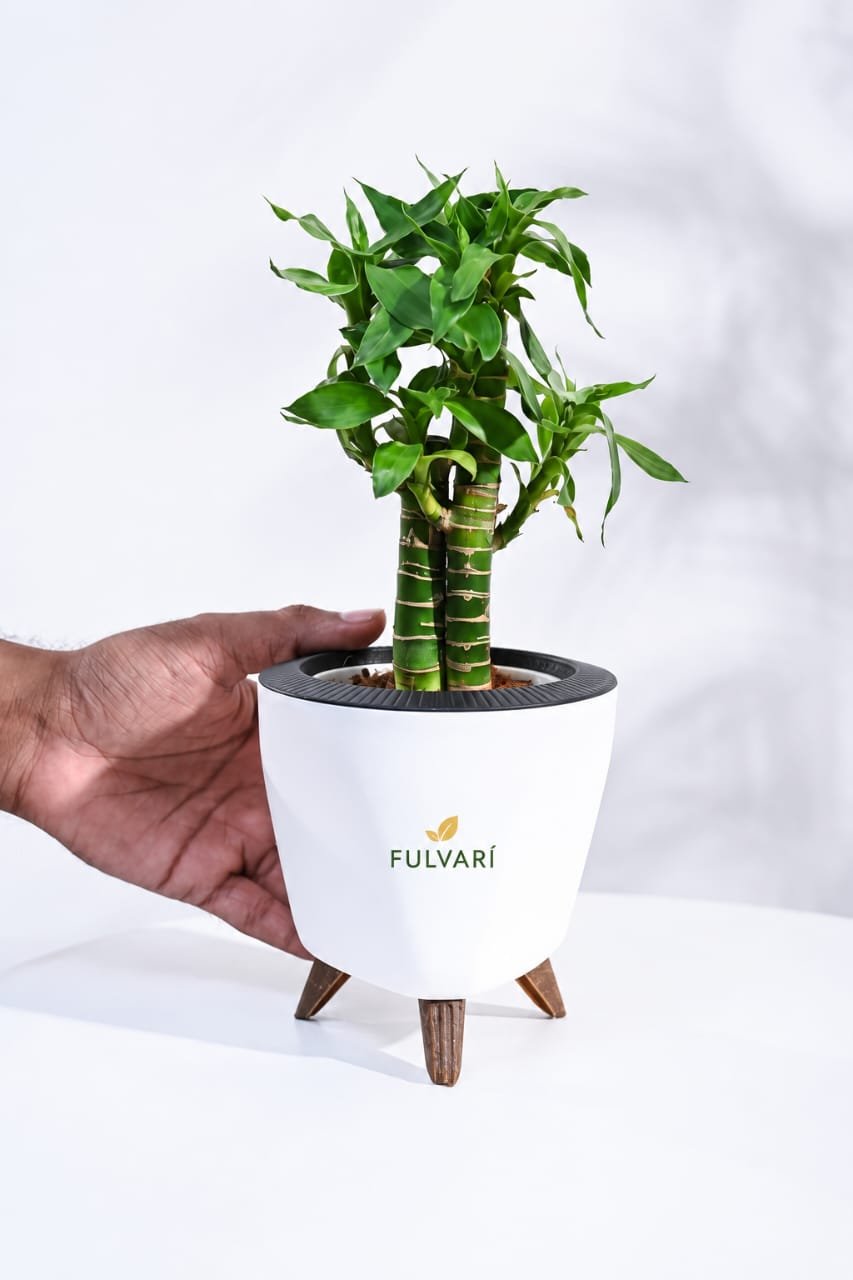 Modern Scandinavian minimalist planter with Wooden Stand