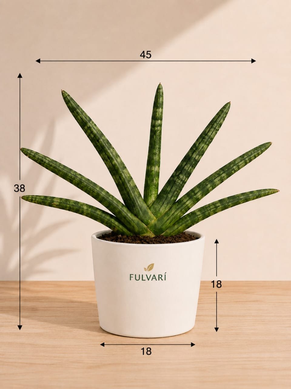 Sansevieria Cylindrica - S, M & L