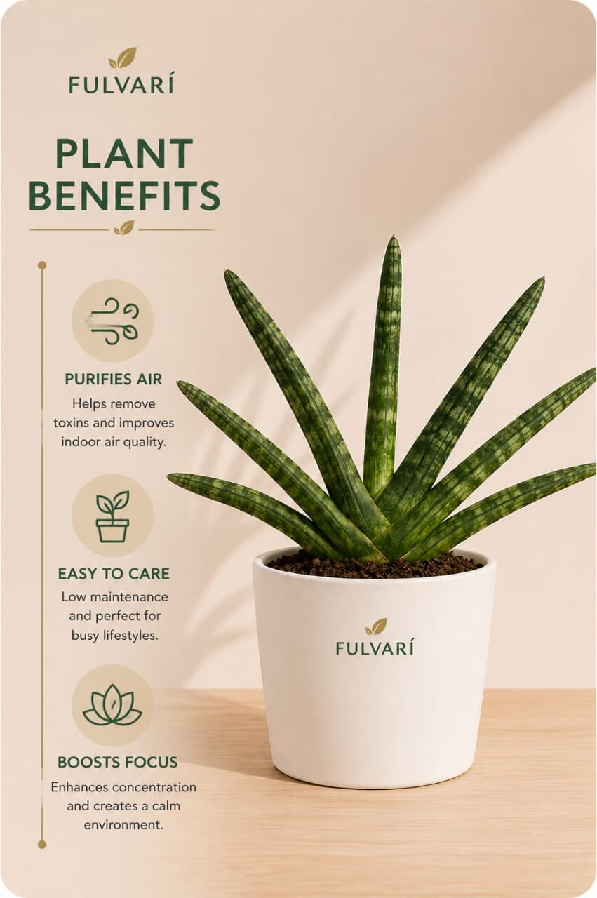 Sansevieria Cylindrica - S, M & L