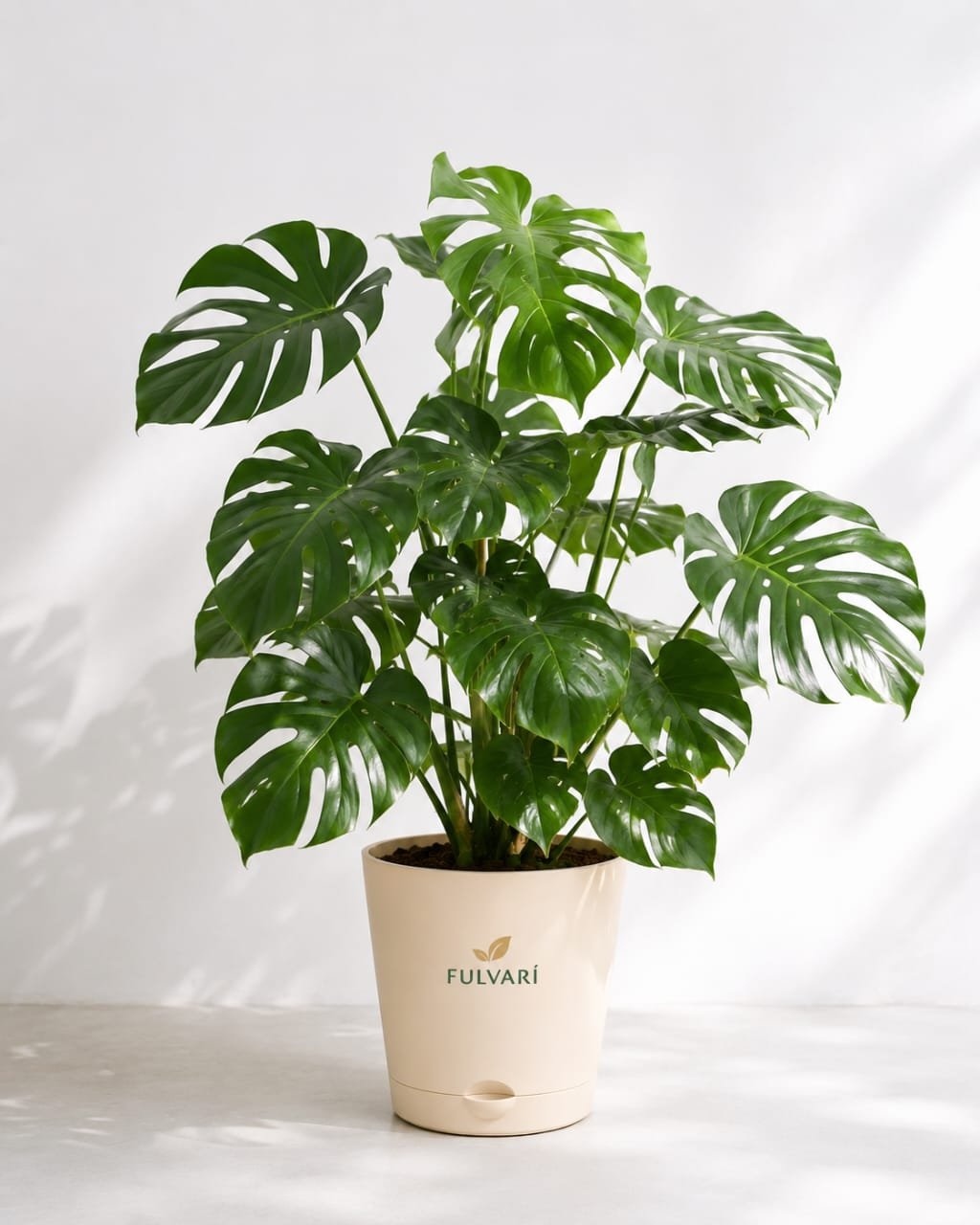 product/fq14IkBs9LmF4loljVsYGm8EWUXfdIJIjxdaNdlC.jpg