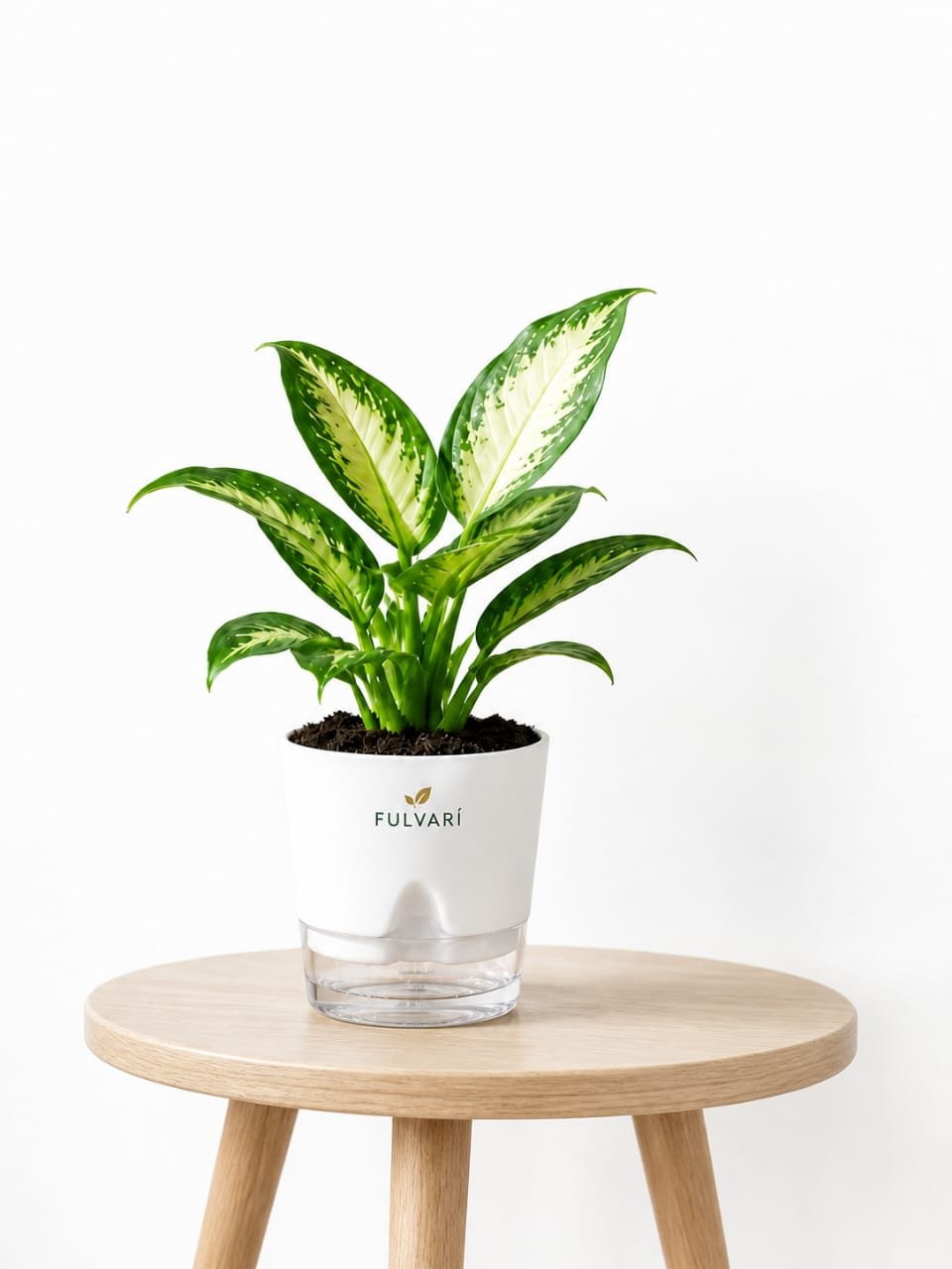 product/iJnhekJZixB81ZKrX7ImHWDSlhXXeO8yz1OD2YRQ.jpg